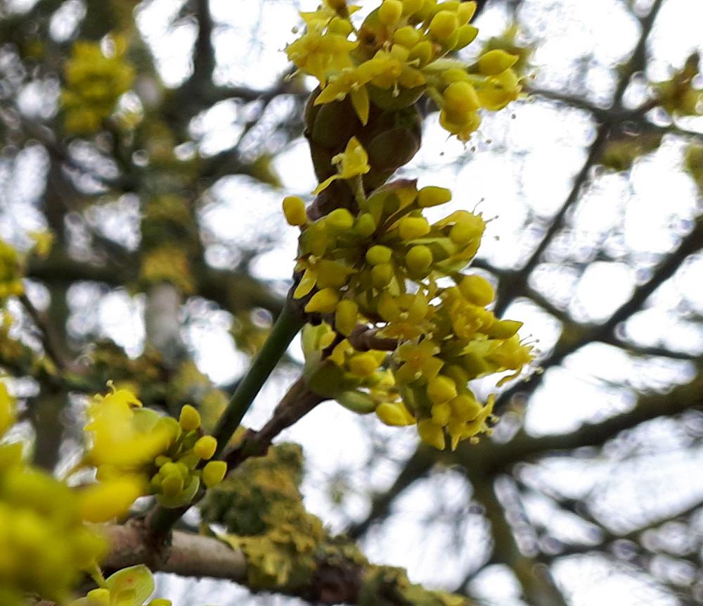 cornus mas in leaf cornus mas in leaf