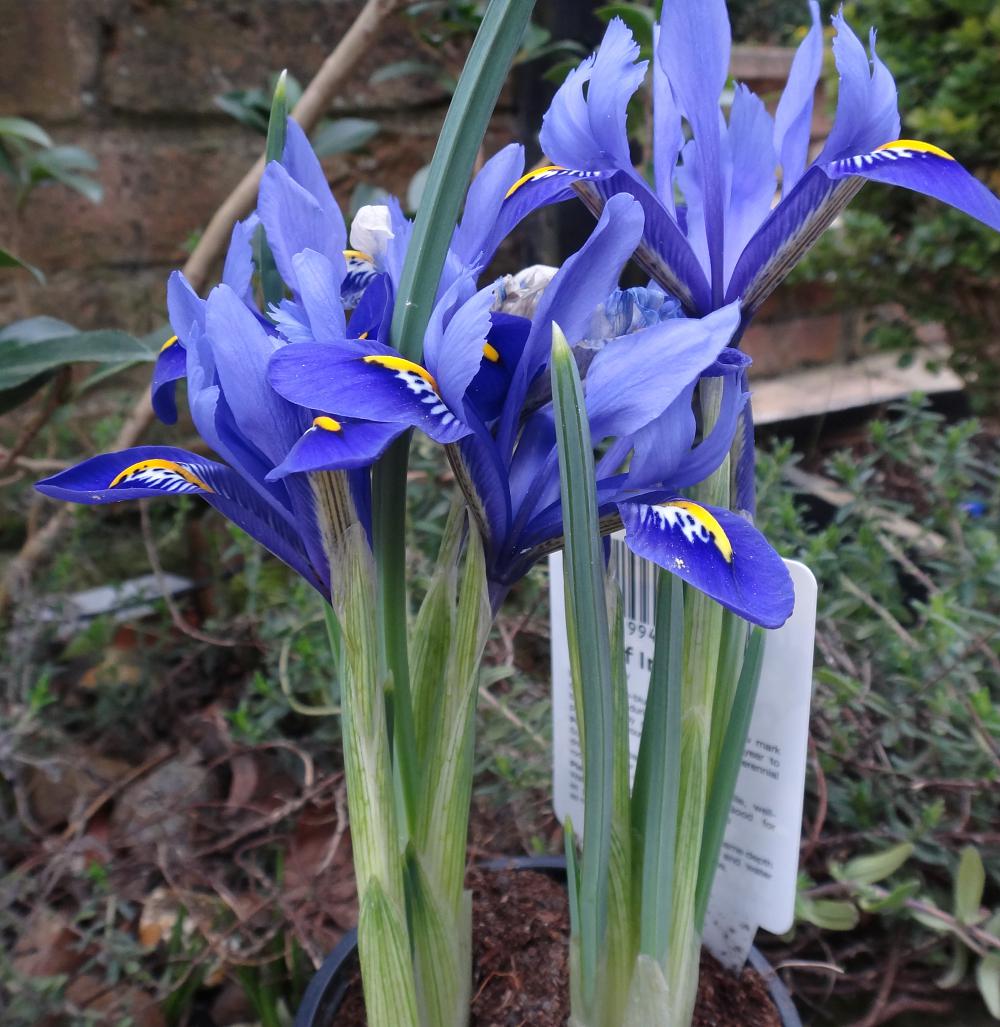 Iris reticulata 'Harmony'; photo, BEST in horticulture Ltd