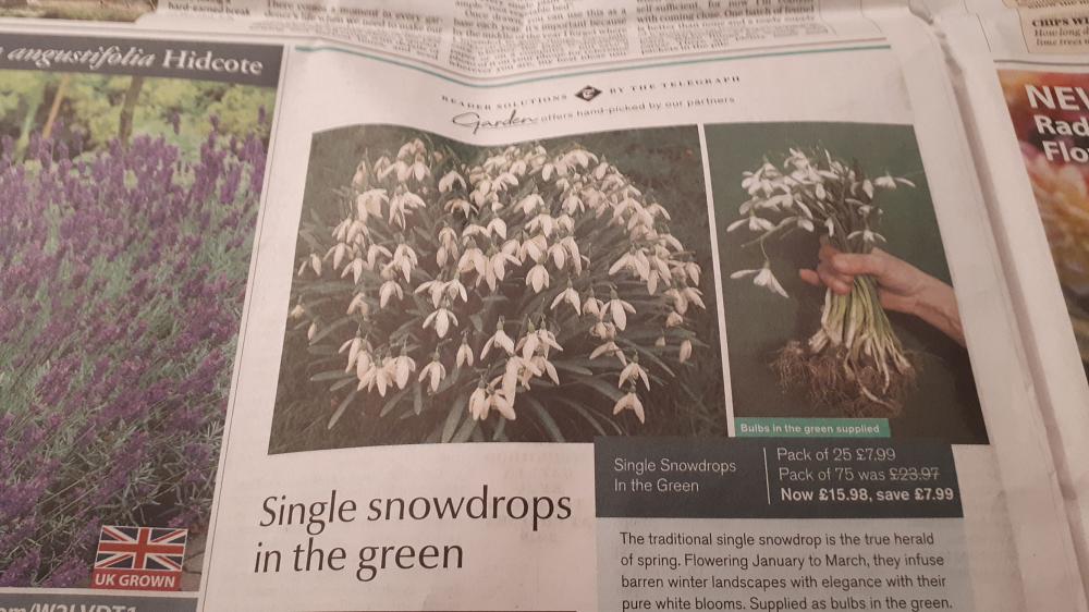 Buy snowdrops 'in the green' - Tip of the Day
