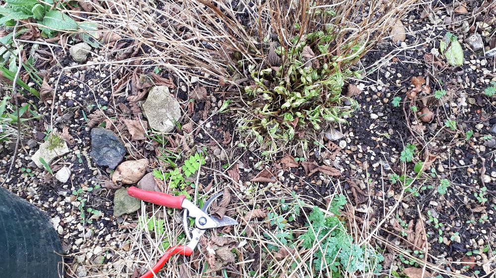 Cut back spring perennials