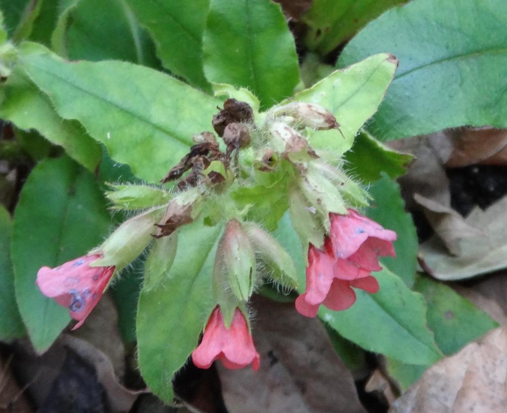 Pulmonaria rubra 'Redstart'