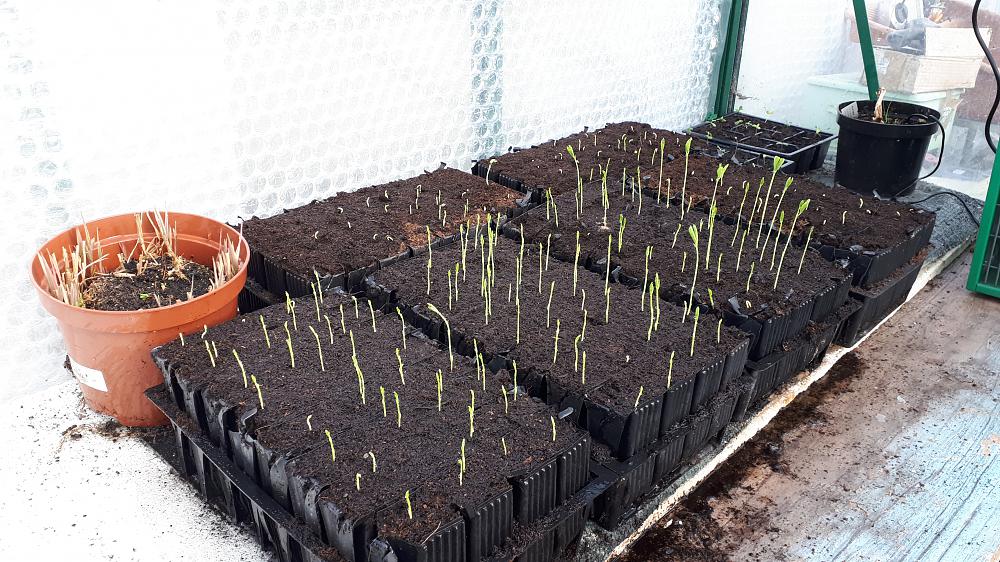 Reduce the temperature when seeds have germinated