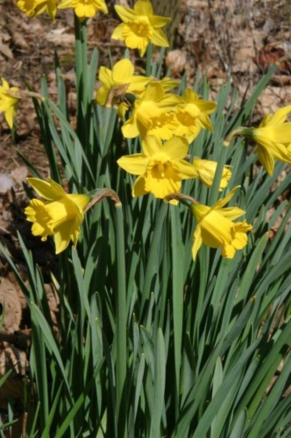 Narcissus obvallaris (Avon Bulbs)