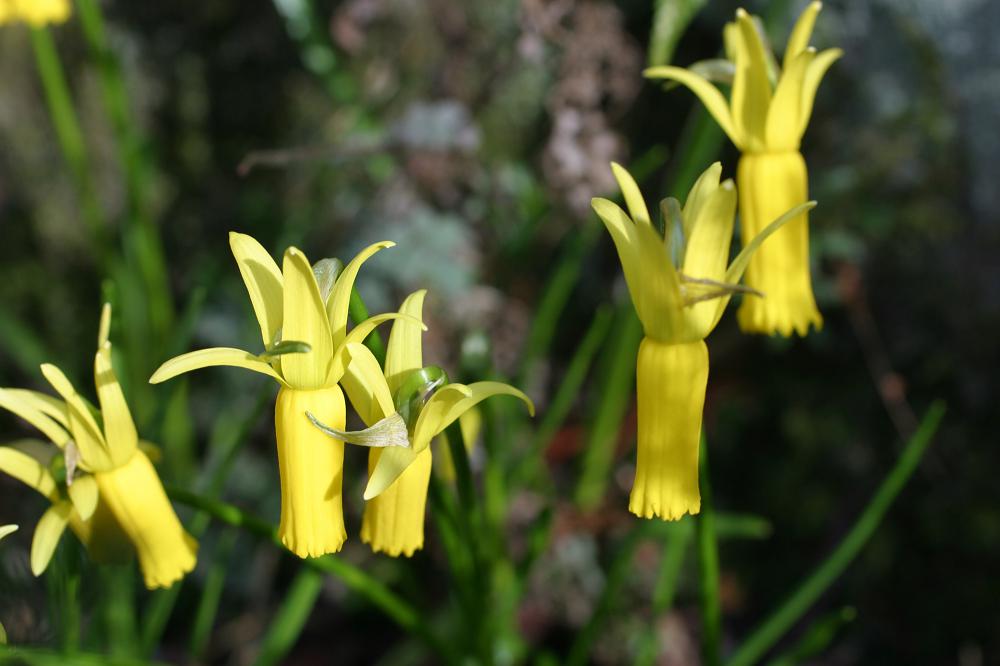 Narcissus cyclamineus (Birmingham Botanic Gardens)