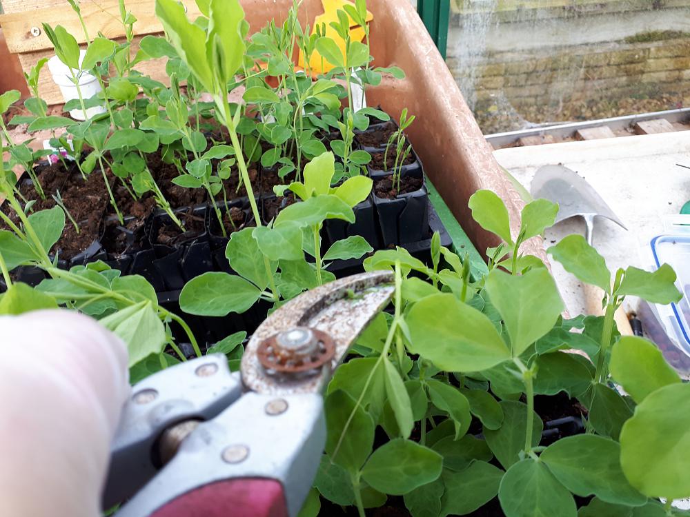 pinch out sweet pea tips