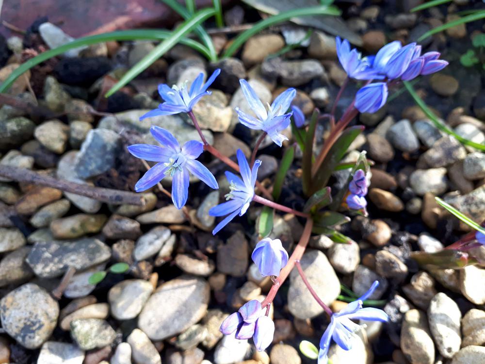 Chionodoxa forbesii; photo, BEST in Horticulture Ltd