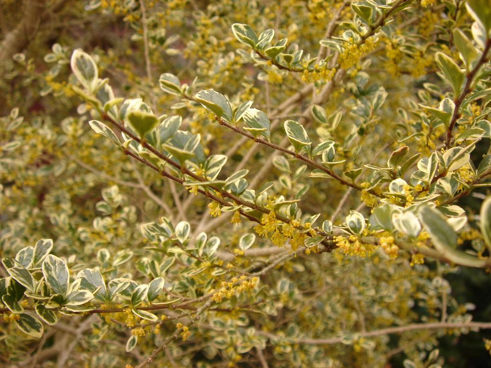 Azara microphylla variegata
