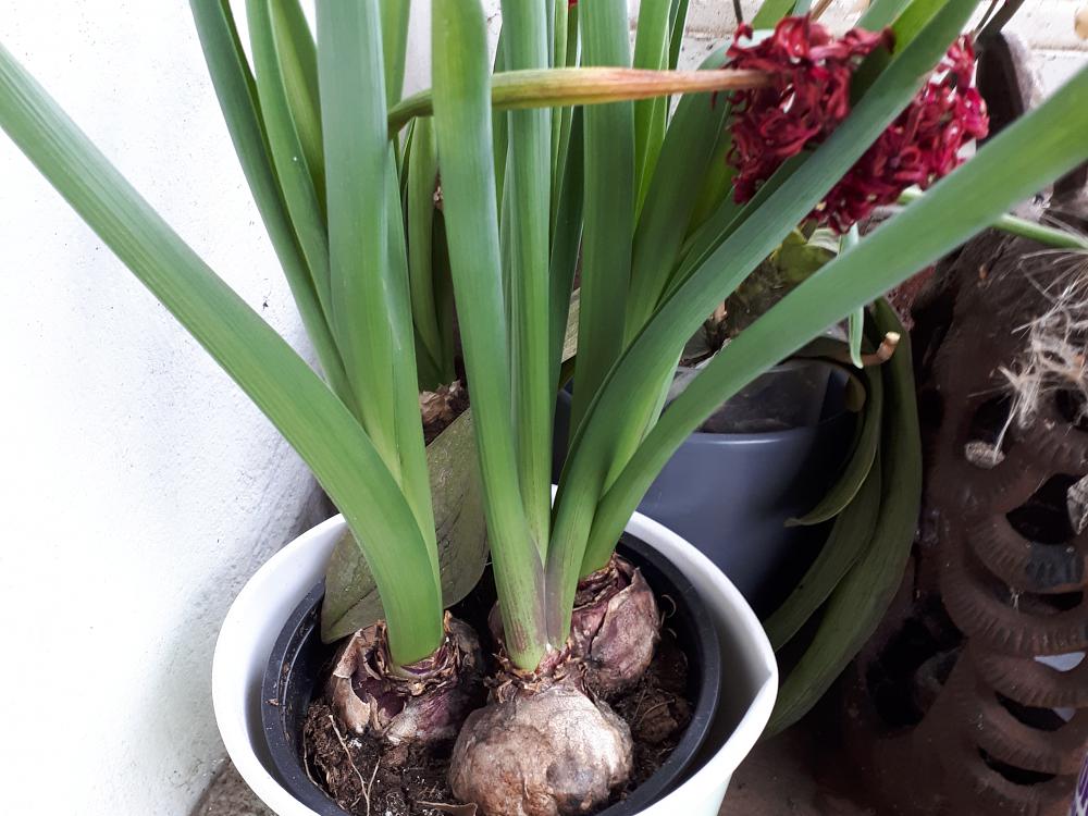 Recycle 'forced' hyacinths
