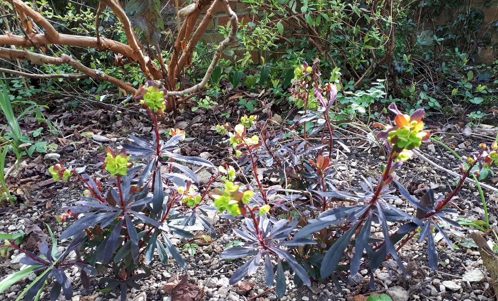 Euphorbia amygdaloides purpurea