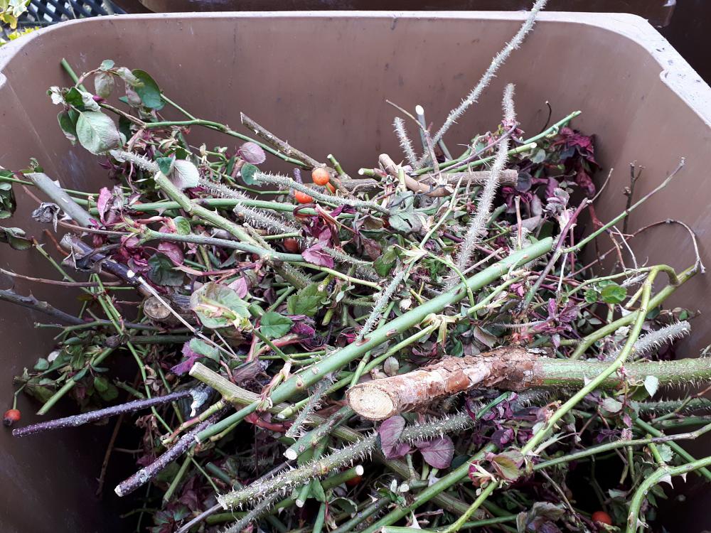 clear up rose prunings
