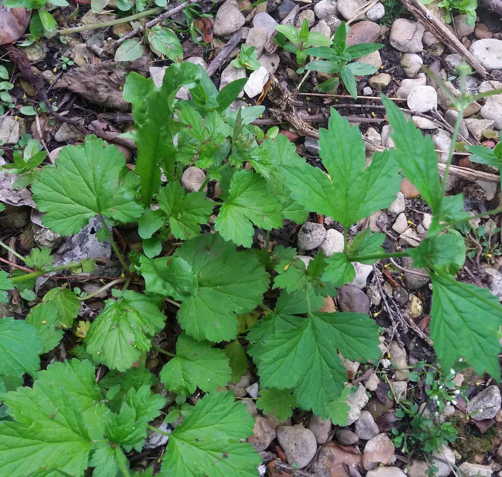 Root out wood avens