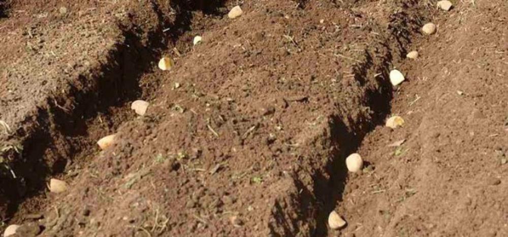 Plant 'ridge-and furrow' potatoes
