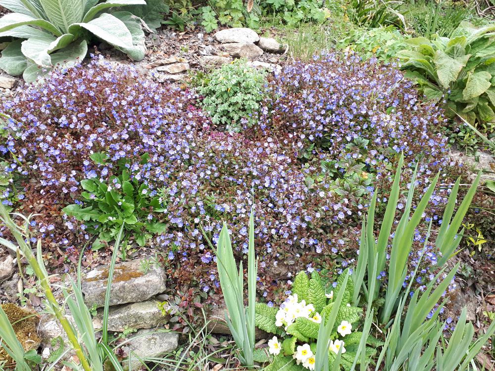 Veronica umbrosa 'Georgia Blue'