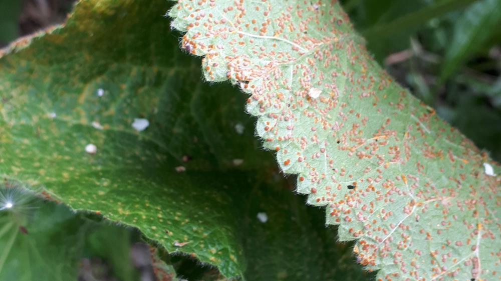Recognise hollyhock rust | Best in Horticulture