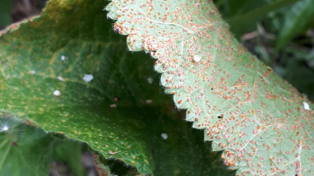 Recognise hollyhock rust