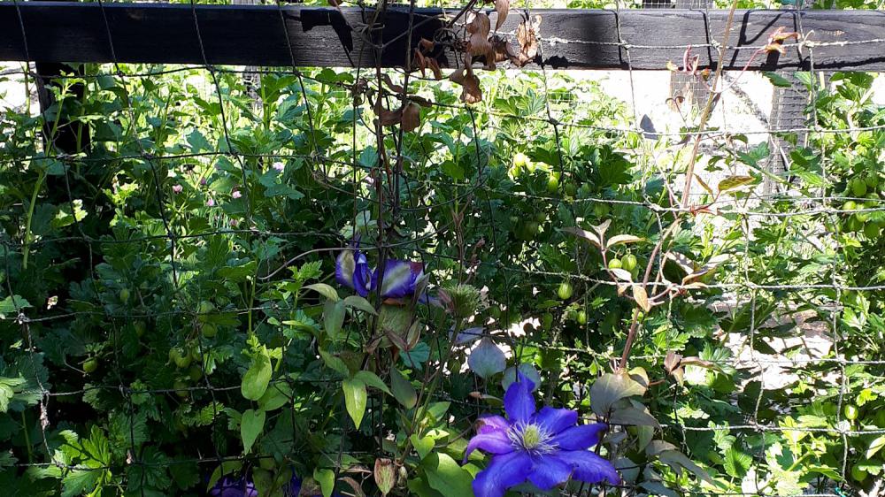 Clematis can flower even after wilt