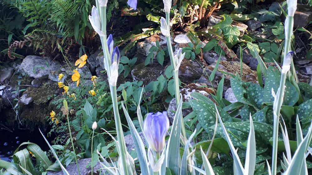Iris pallida 'Argentea Variegata'