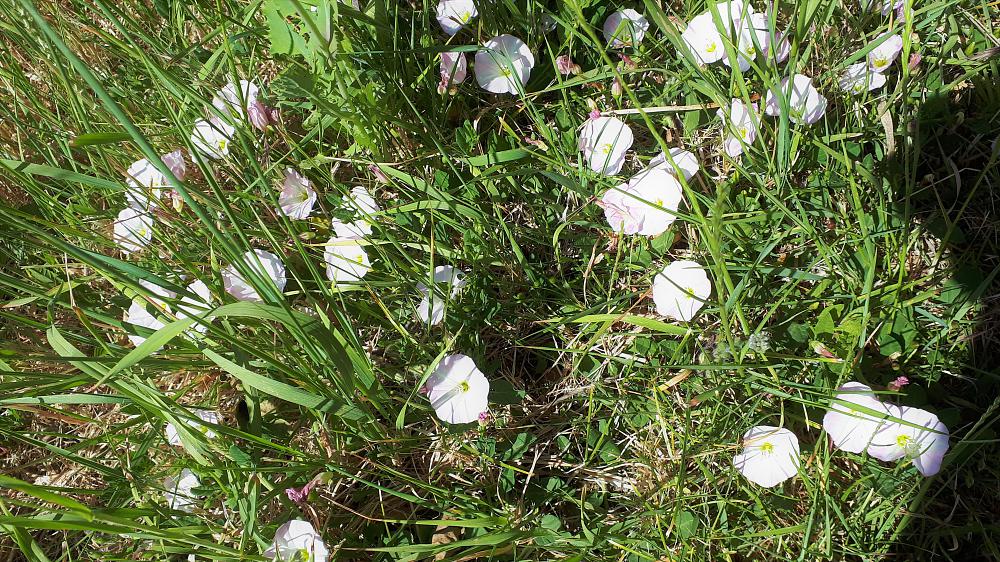 Recognise Convolvulus arvensis in its own setting