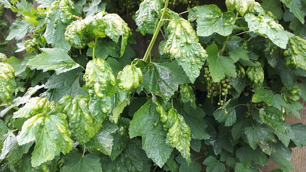 Recognise currant blister aphid