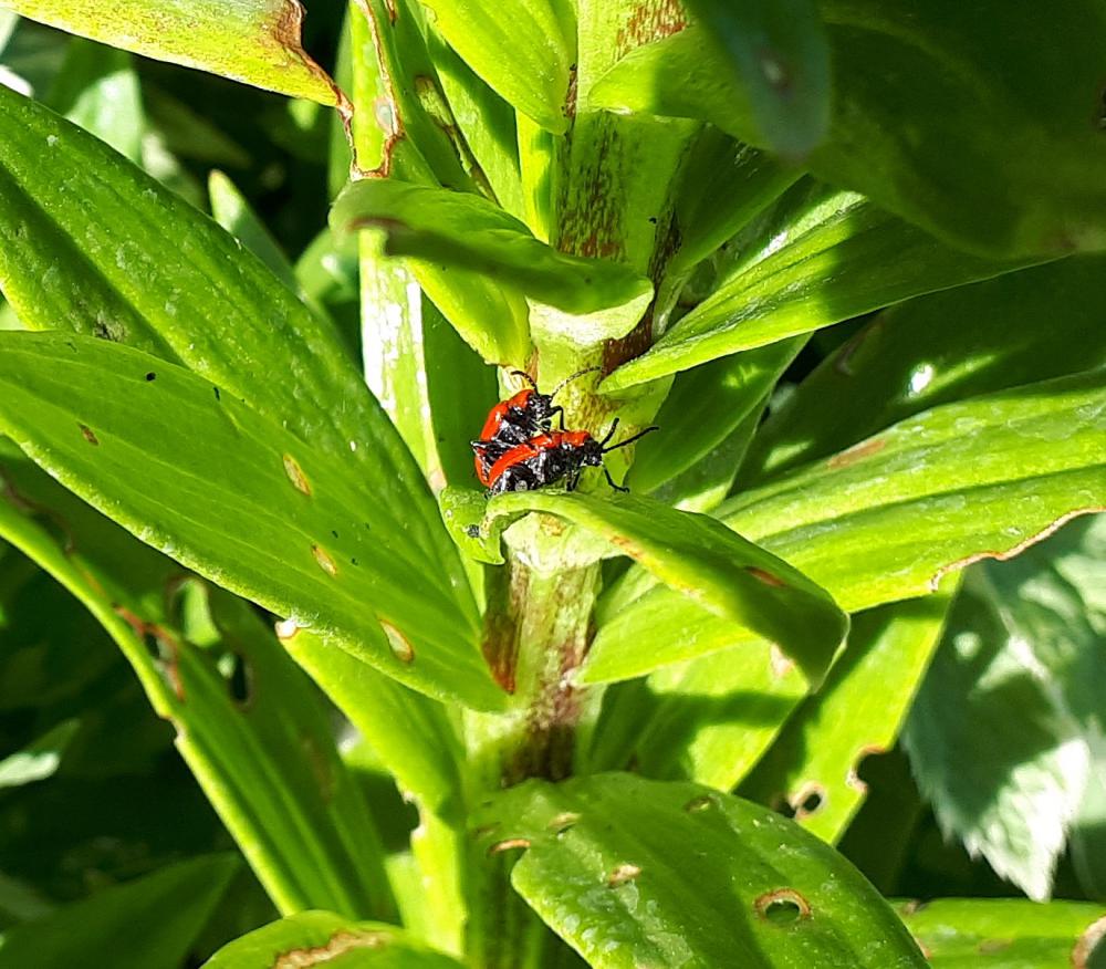 look out for lily beetles