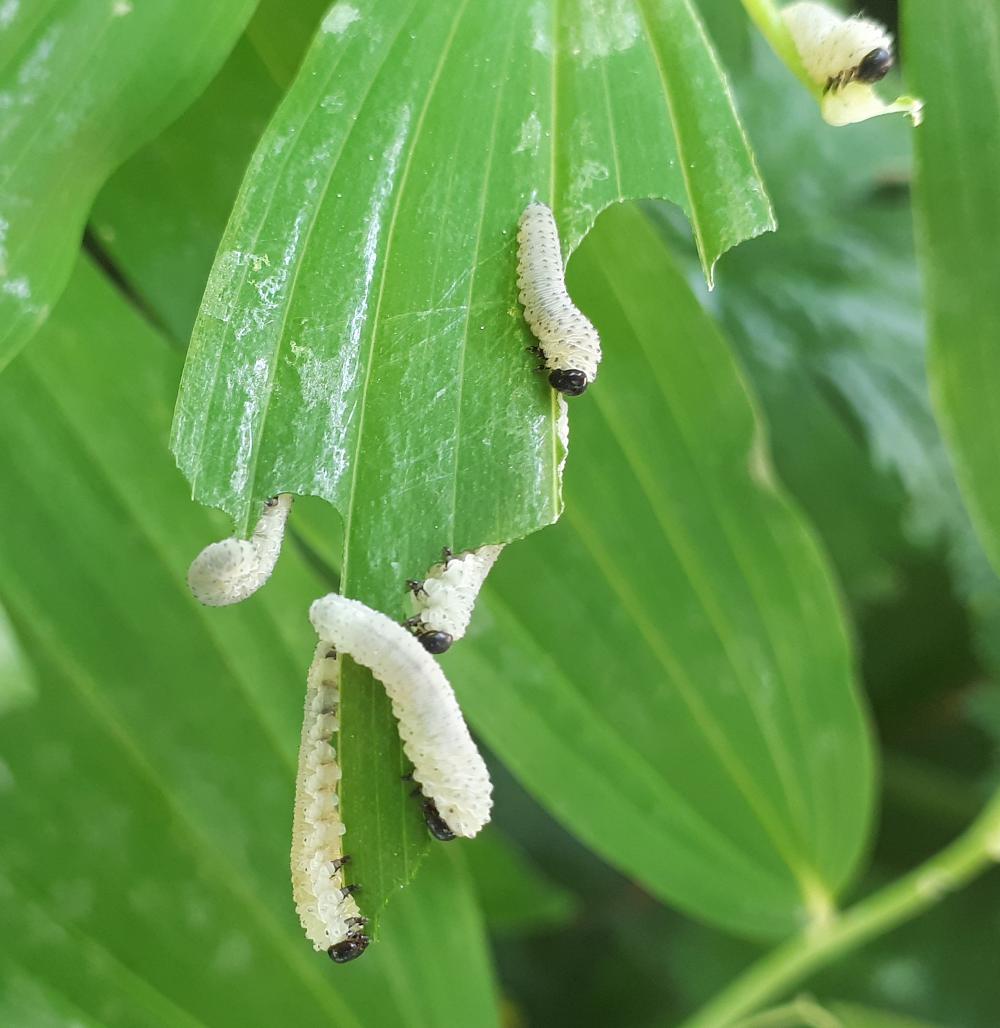Look out for Solomon's Seal Sawfly larvae