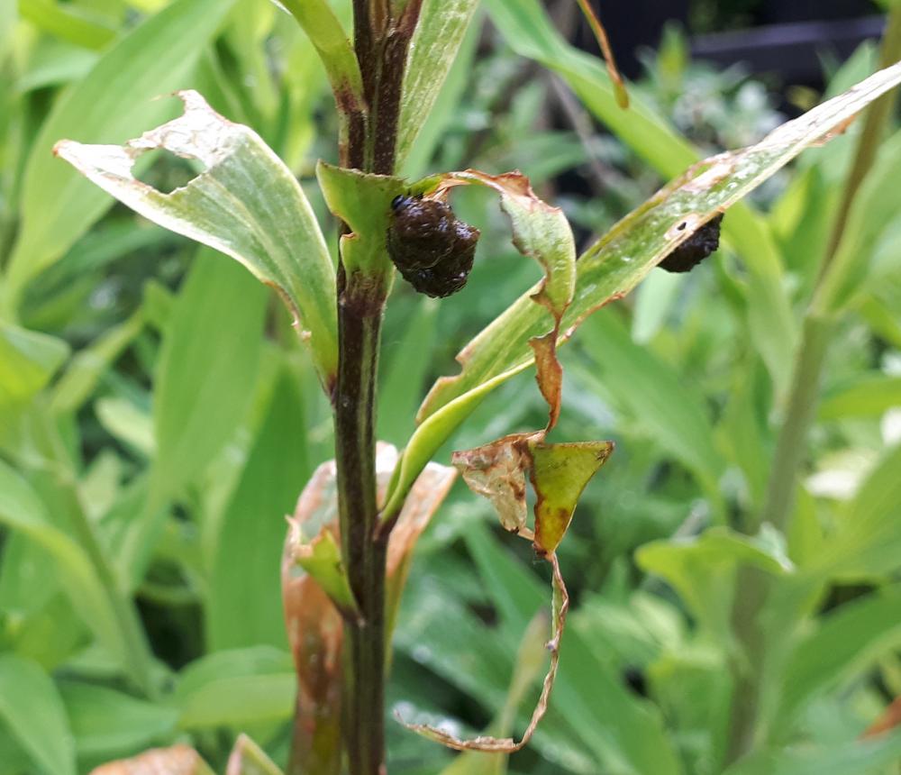 Control lily beetle - recognise and deal with larvae