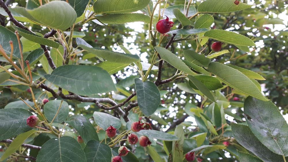 Look for Juneberries before they disappear