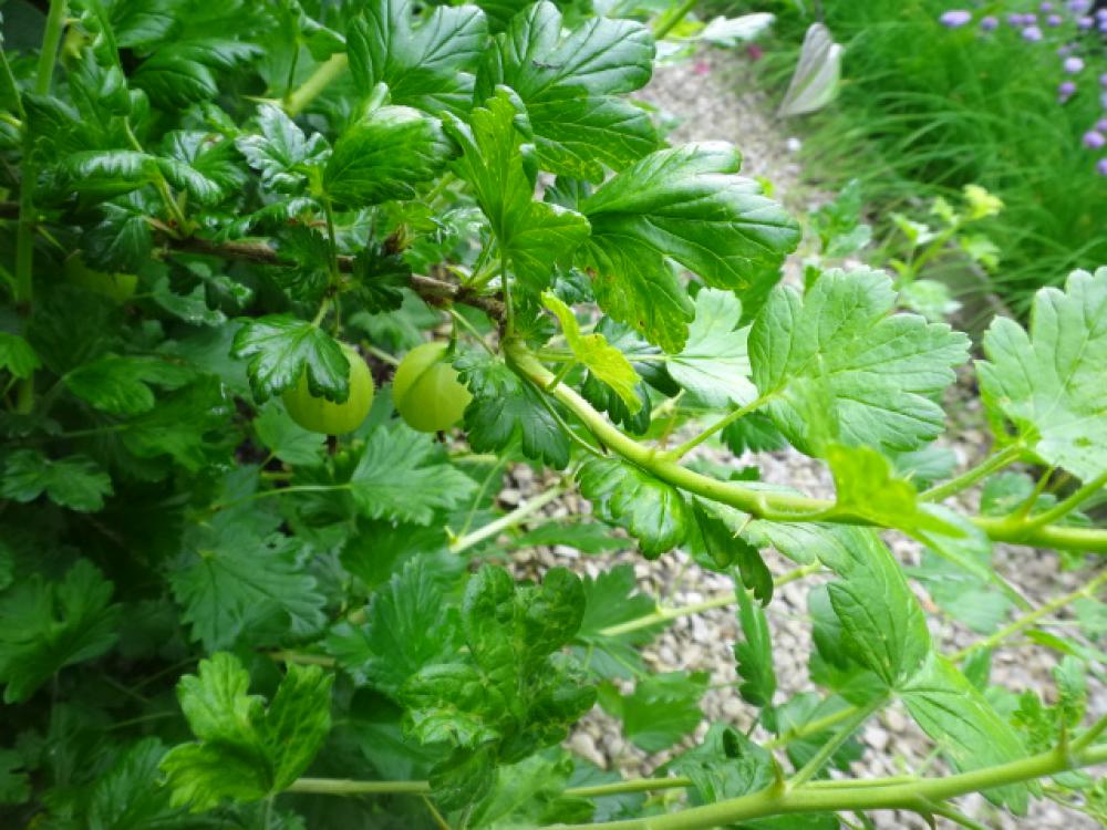 Prune gooseberries