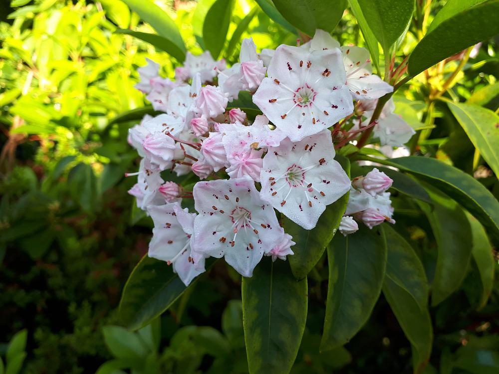 Кальмия широколистная Kalmia latifolia