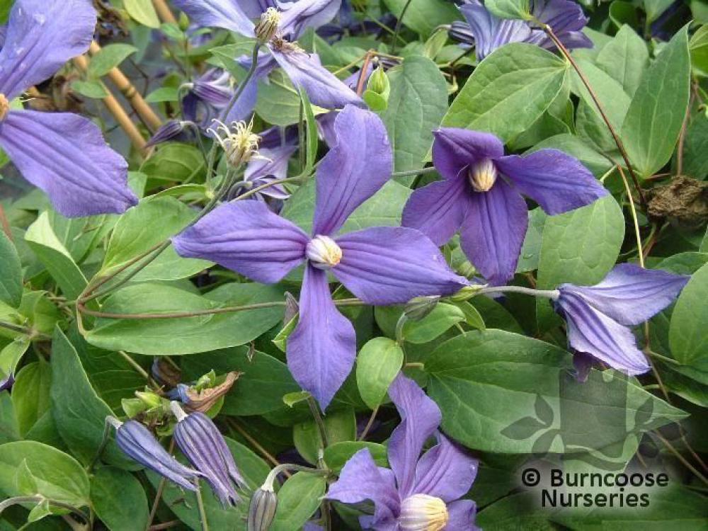 Clematis durandii