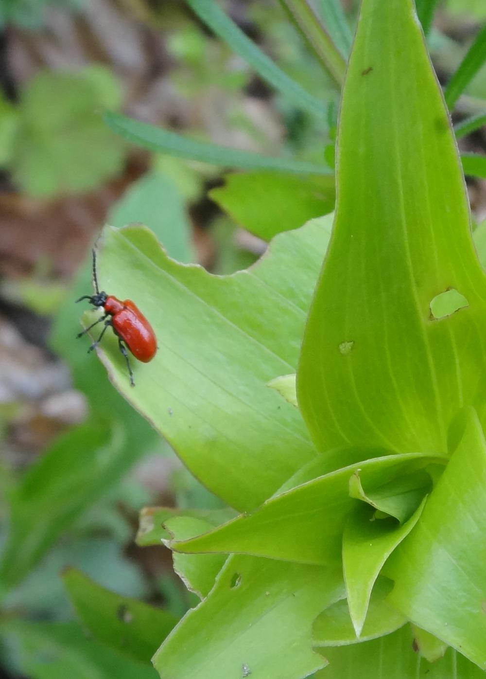 keep looking for lily beetles