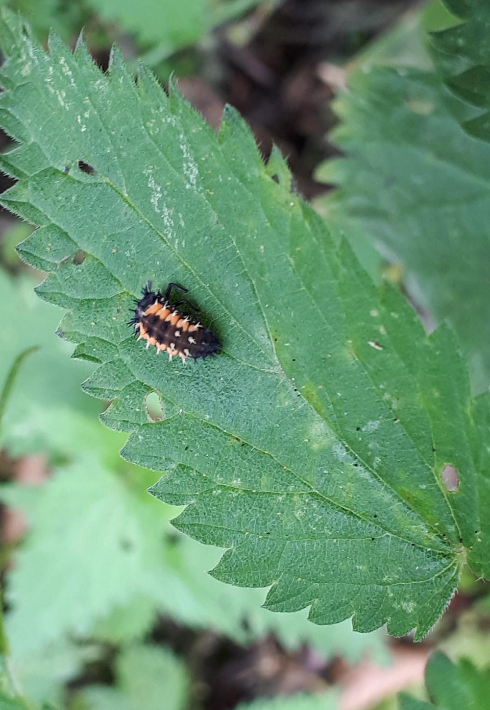 Recognise ladybird larvae