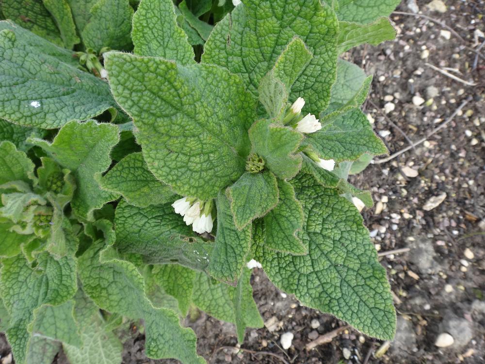 symphytum officinale skin safety symphytum officinale skin safety