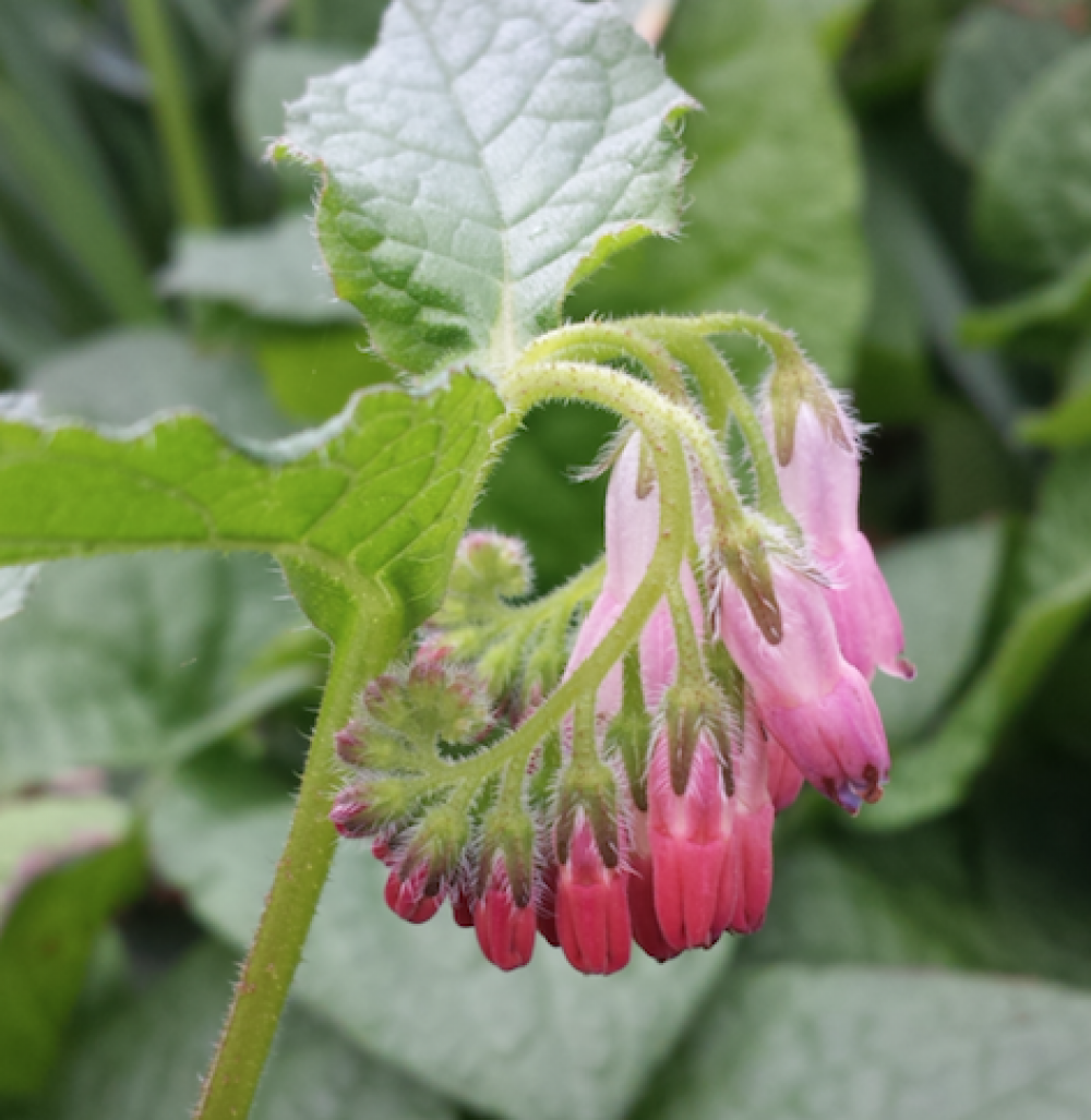 Symphytum 'Hidcote Pink'