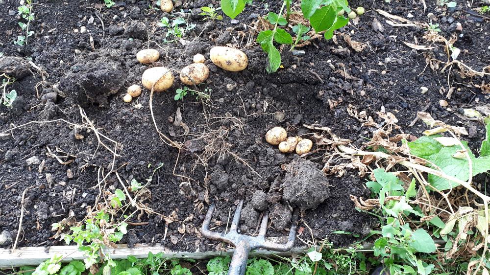 Harvest second-early potatoes