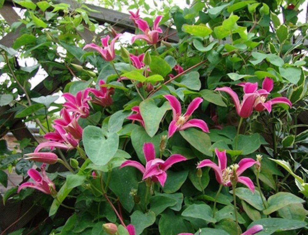 Clematis 'Princess Diana'