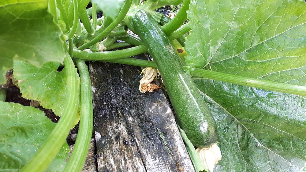 check courgettes daily