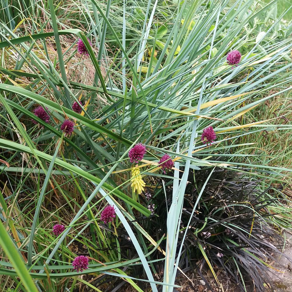 Allium sphaerocephalon