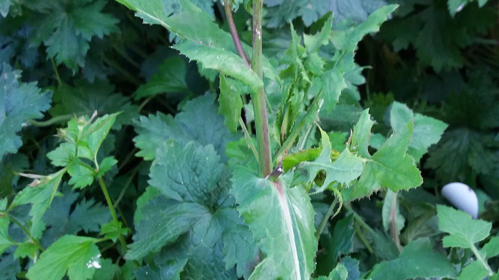Weed watch 4: sow thistle
