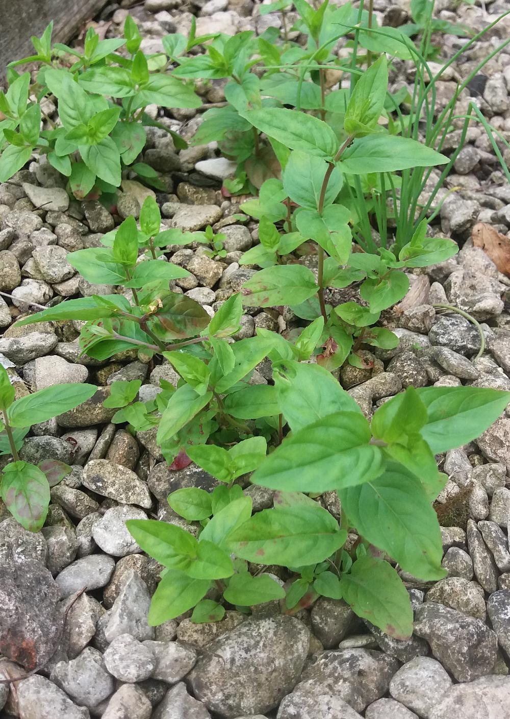 Weedwatch 8: Broad-leaved willowherb