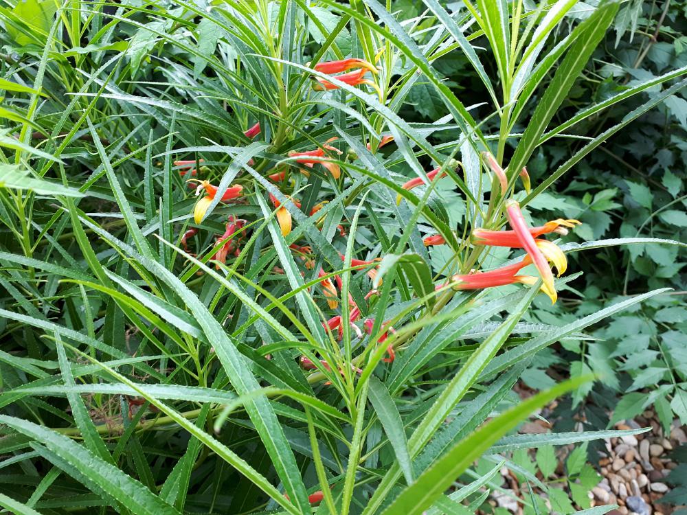 Lobelia laxiflora var. angustifolia