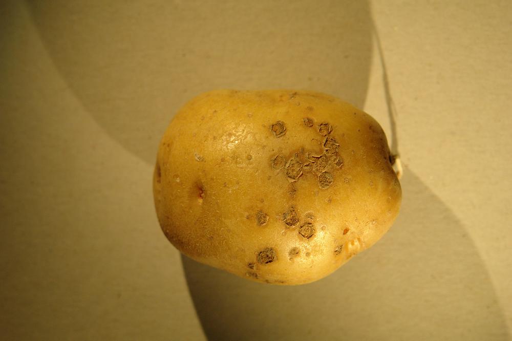Recognise potato scab
