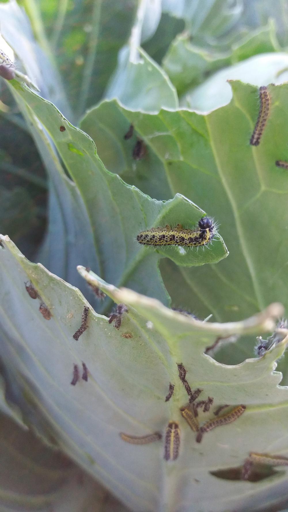 Recognise caterpillar damage on brassicas