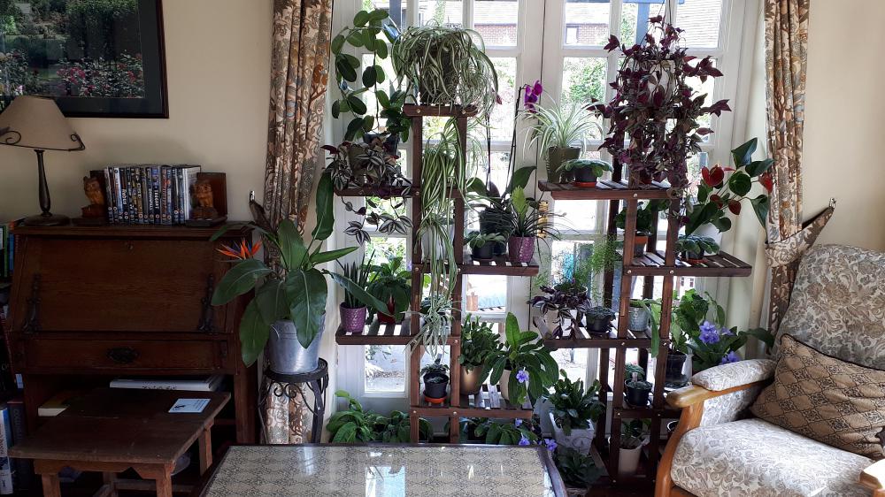 Bring houseplants indoors