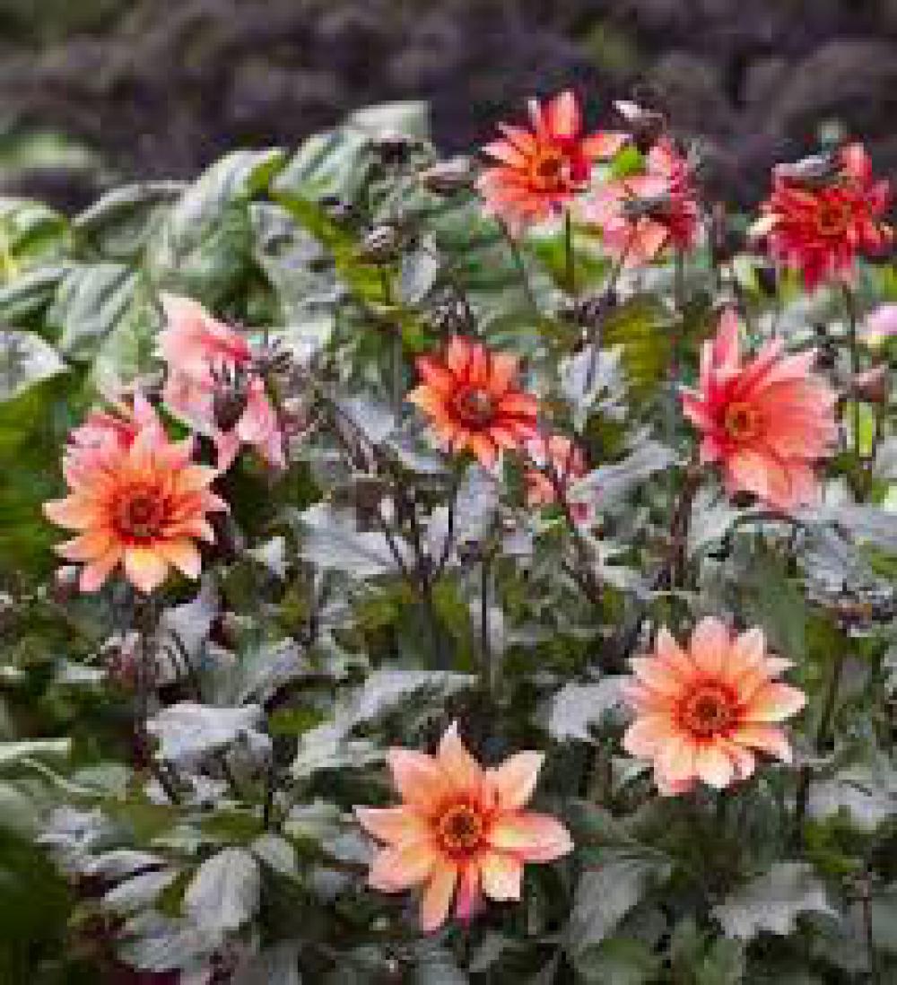 Dahlia 'Waltzing Matilda'