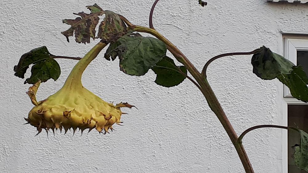 Grow annual sunflowers for wildlife