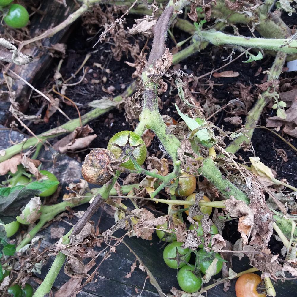 Recognise blight on tomatoes