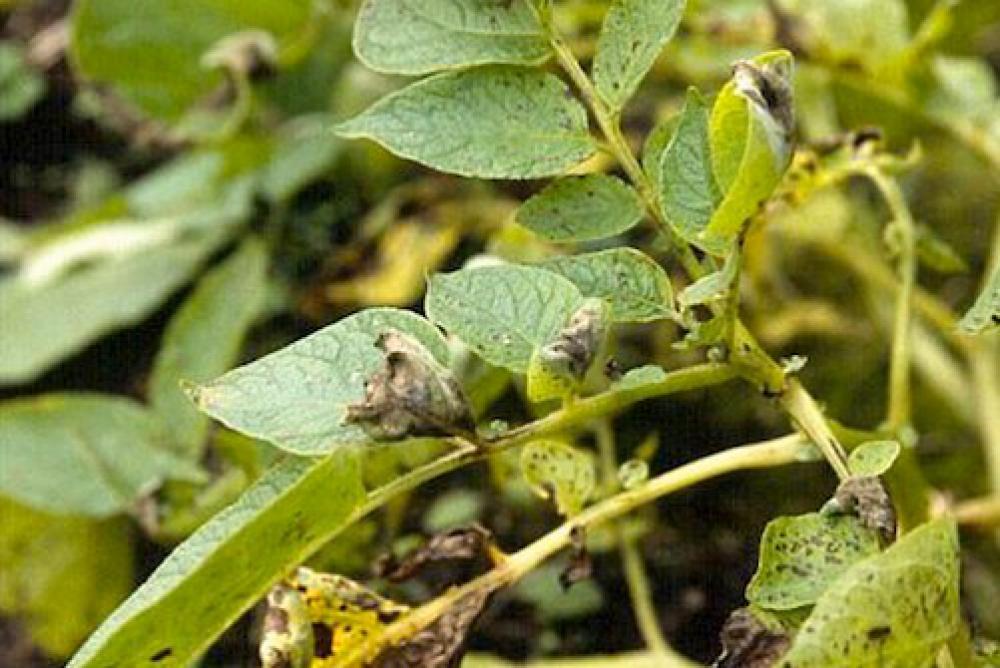 recognise blight on potatoes