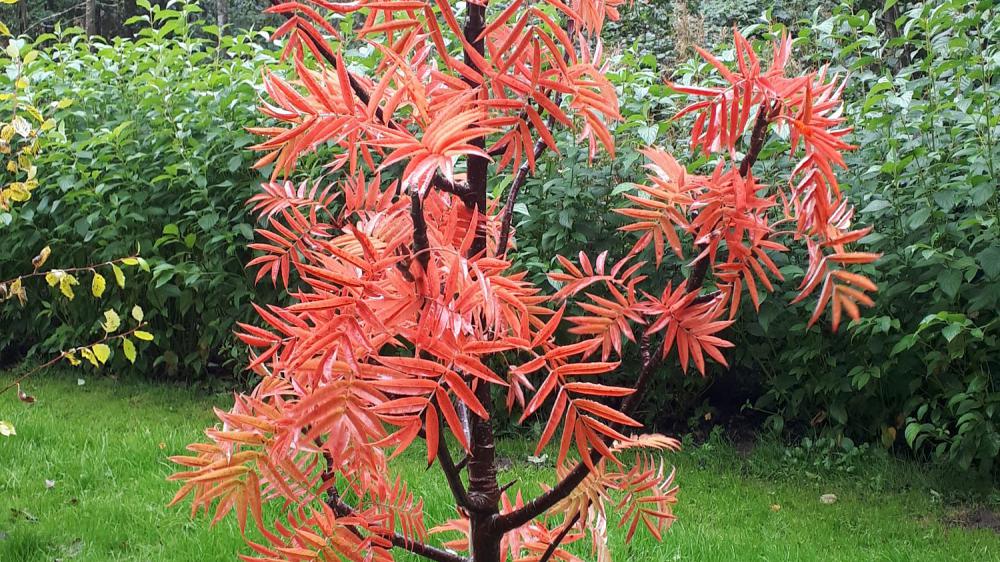 Sorbus 'Olympic Flame'
