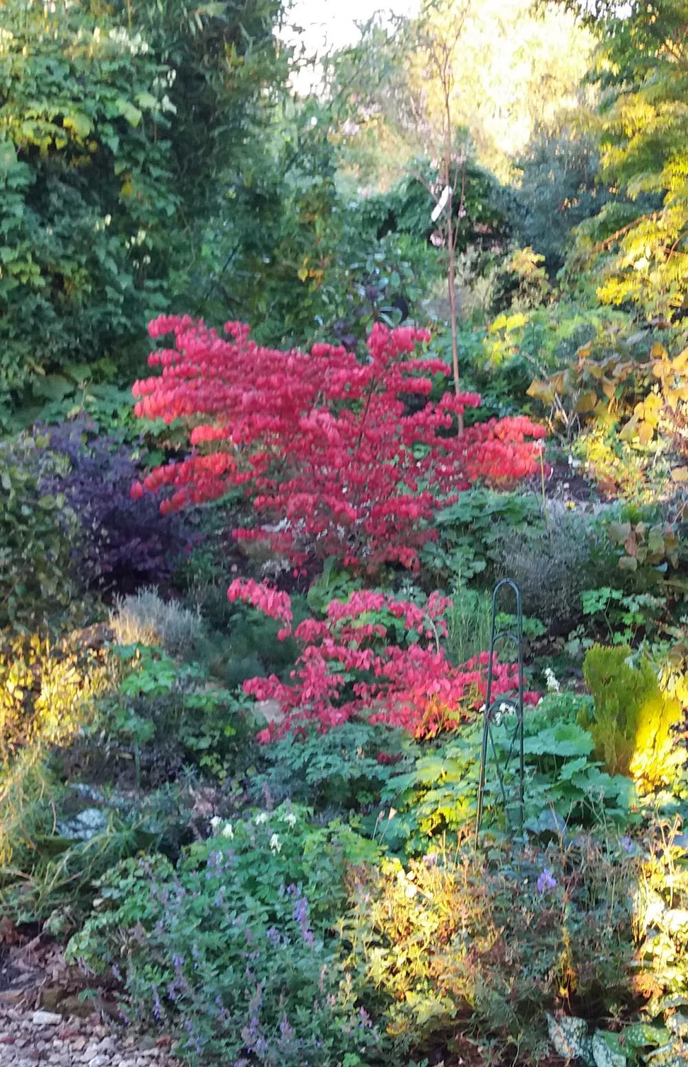 Choose plants for autumn colour